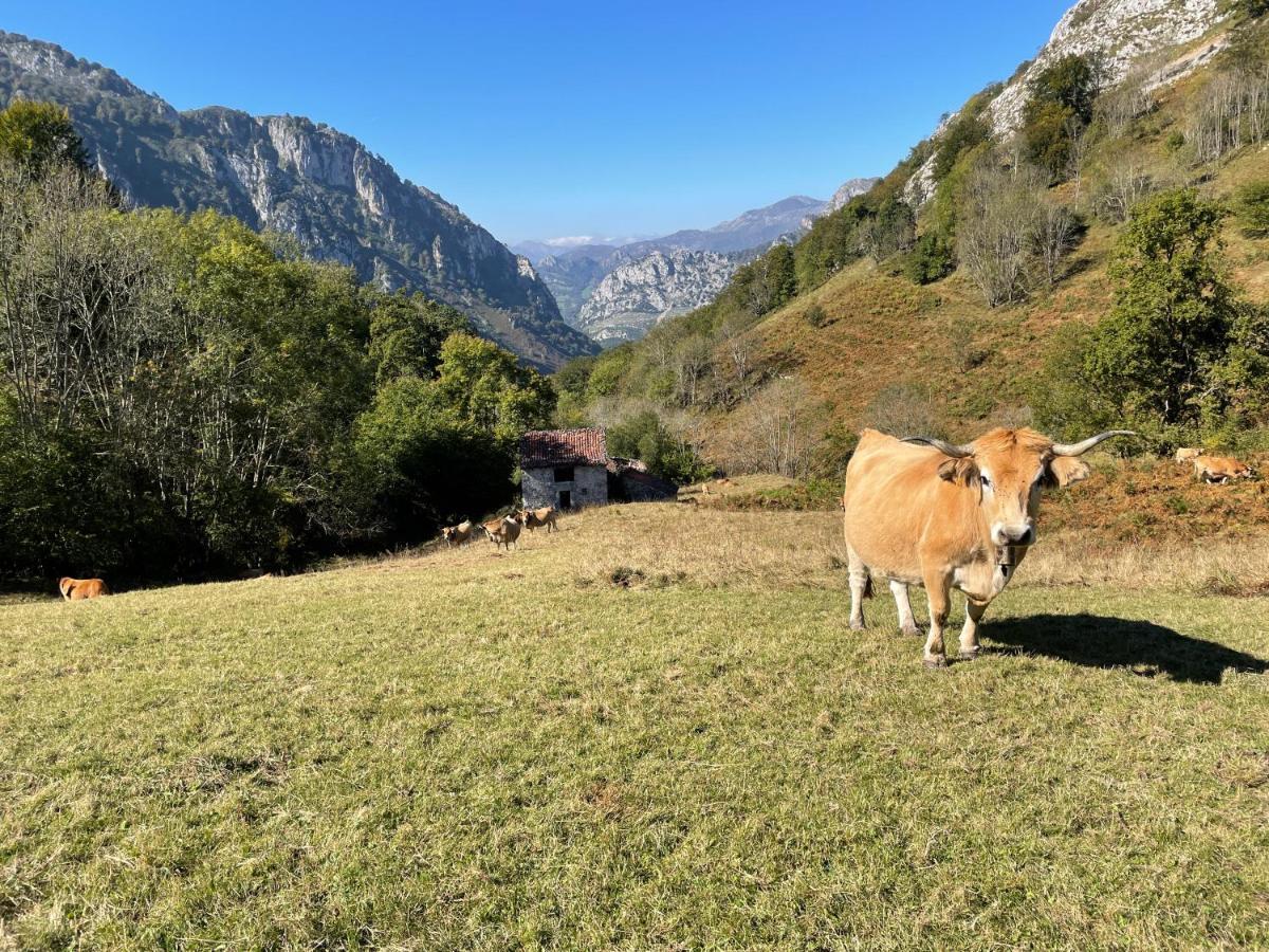 Lapaserina-A Arenas De Cabrales Zewnętrze zdjęcie