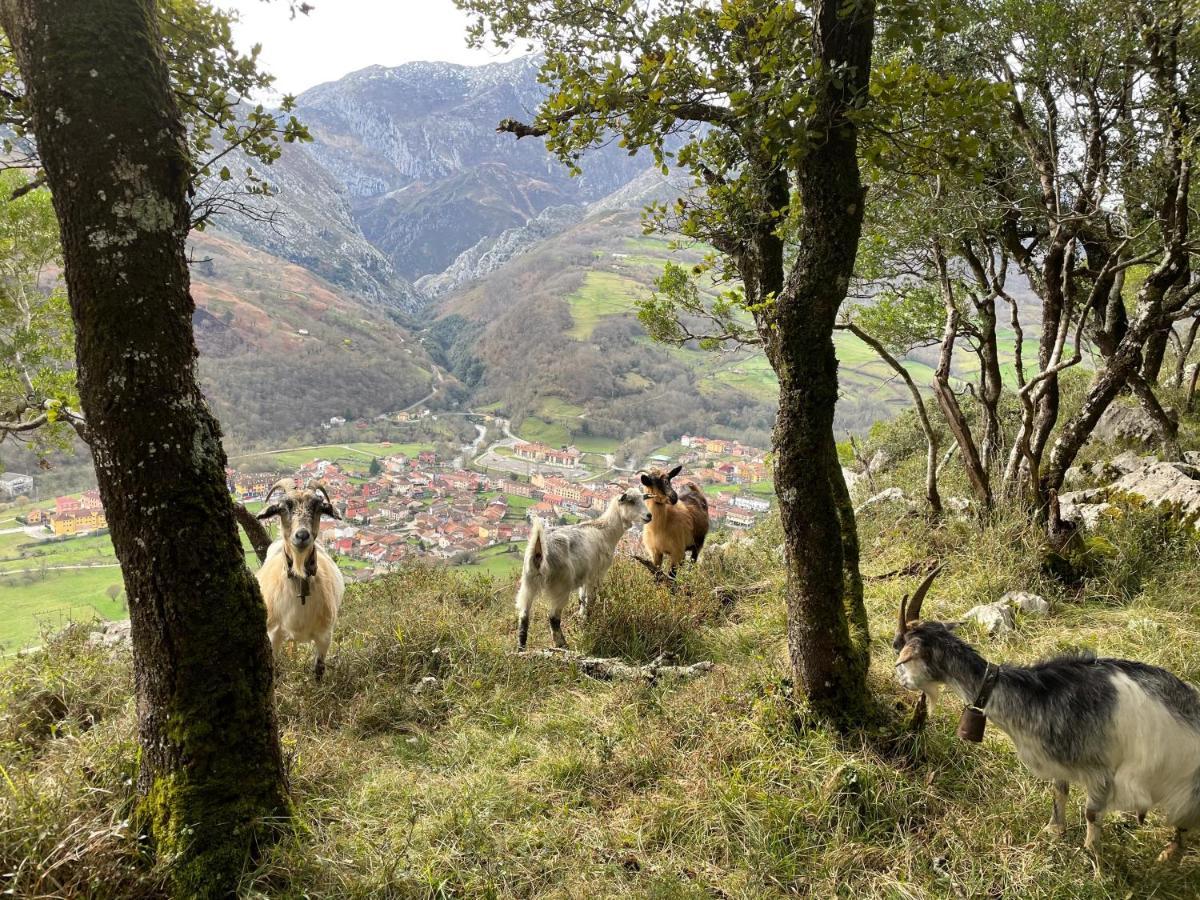 Lapaserina-A Arenas De Cabrales Zewnętrze zdjęcie